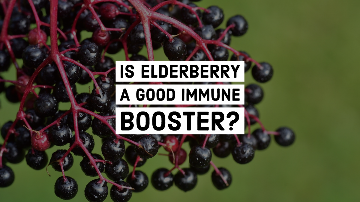 Is Elderberry a Good Immune Booster