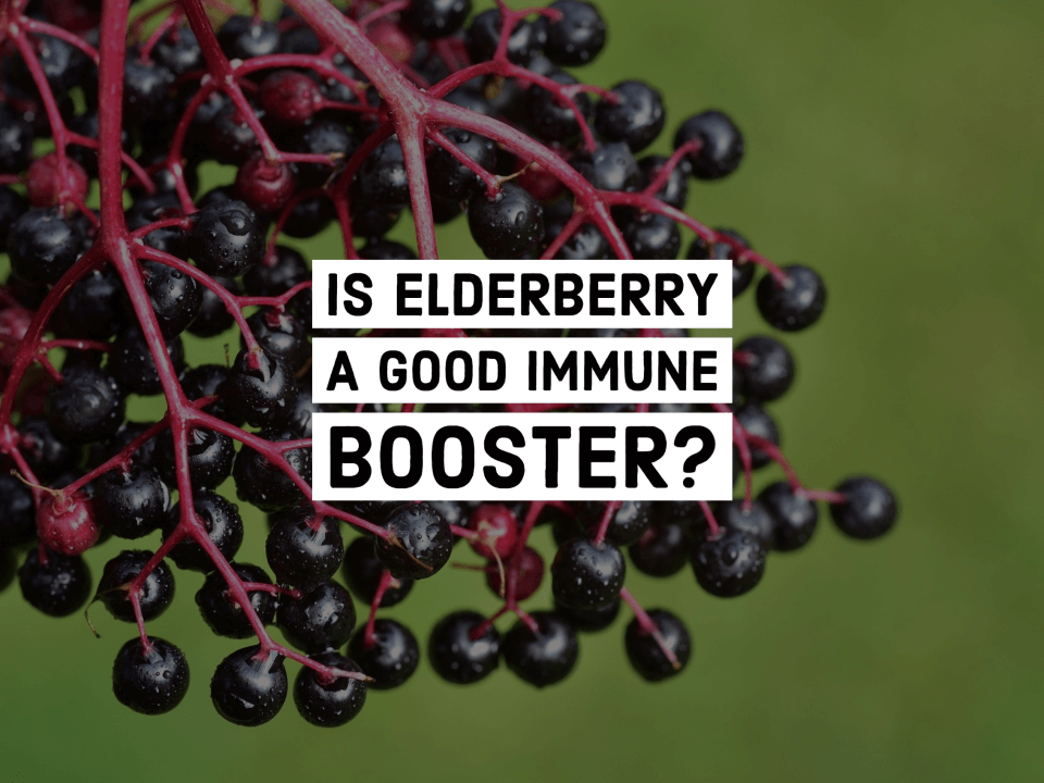 Is Elderberry a Good Immune Booster