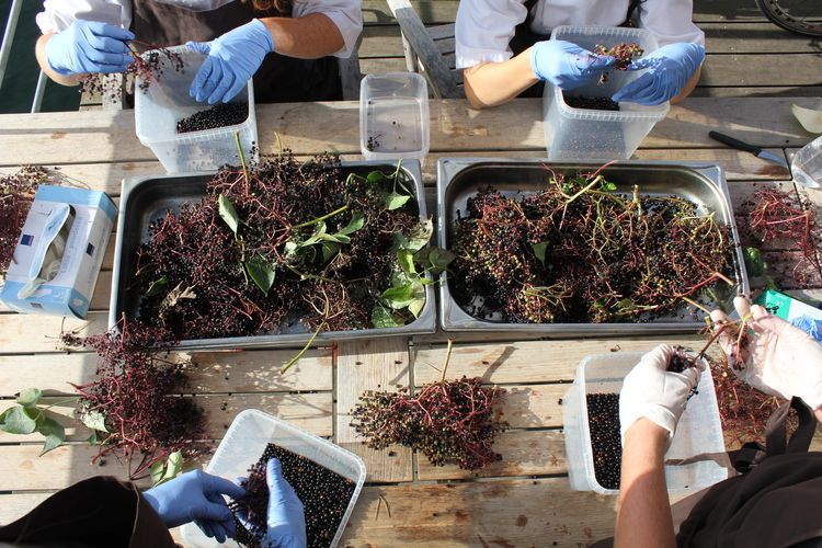 research on elderberries