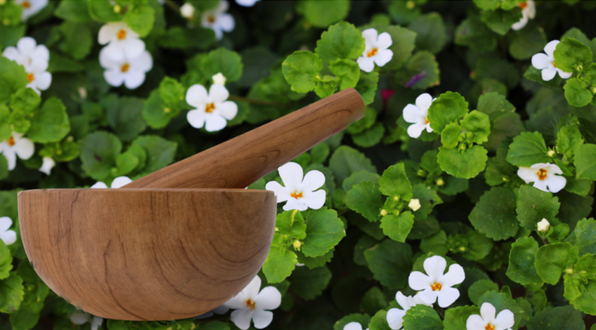 Bacopa Monnieri
