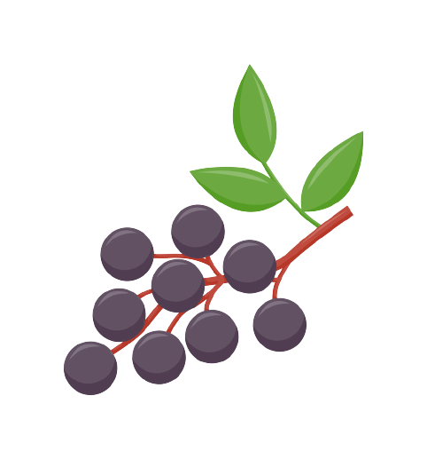 Elderberry