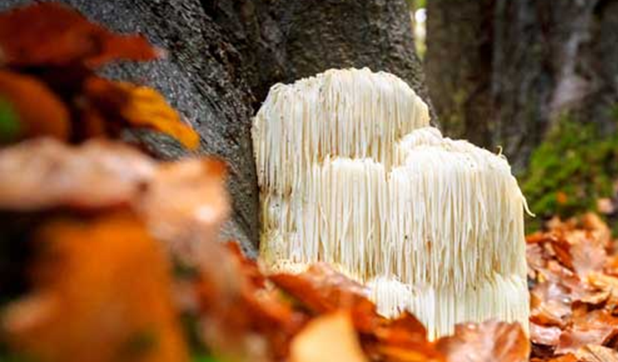 Lion’s Mane Mushroom