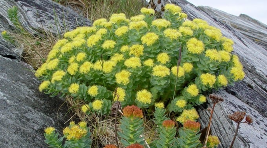 Rhodiola Rosea