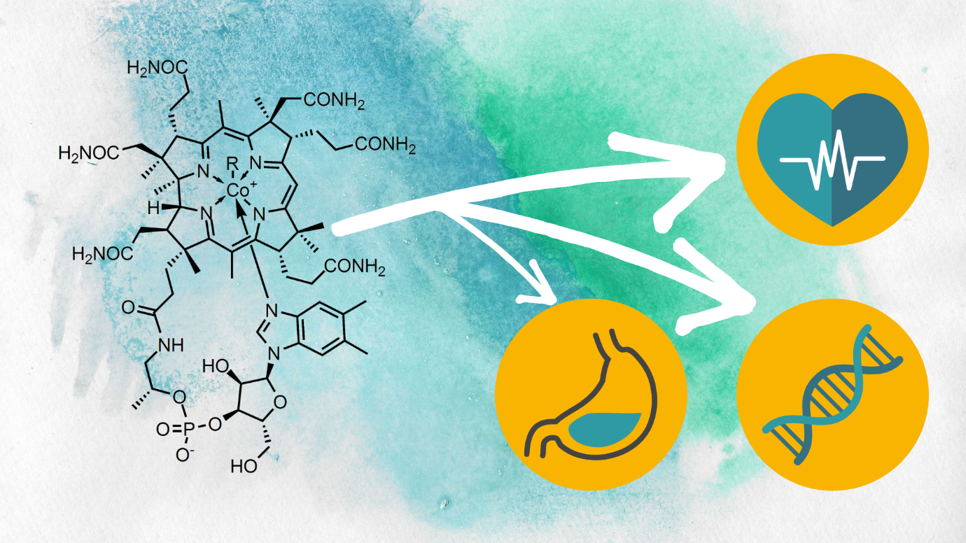 What Does Vitamin B12 Do