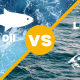 Cod Liver Oil Vs Fish Oil