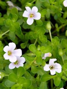 Bacopa Monnieri