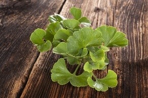 Ginkgo Biloba