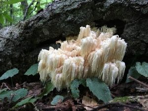 Lions Mane Mushrooms