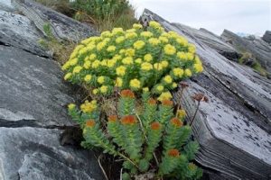 Rhodiola Rosea