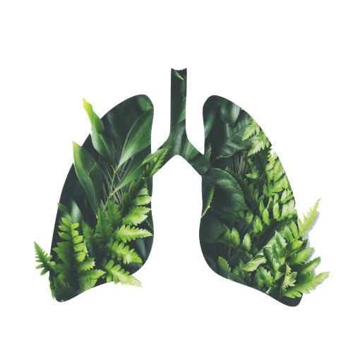Lungs
